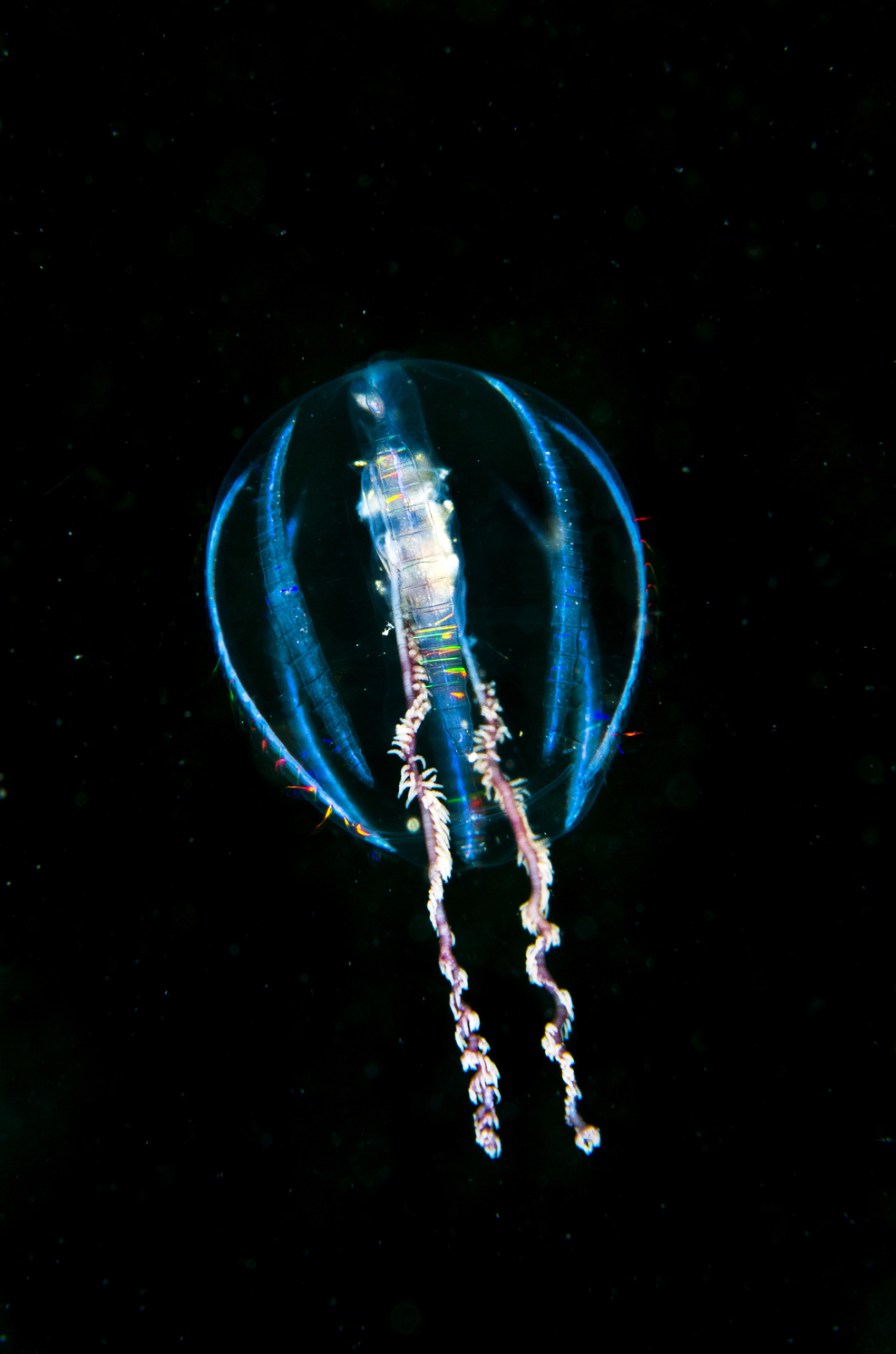 Thousands wadein to protect UK seas The Wildlife Trusts’ marine